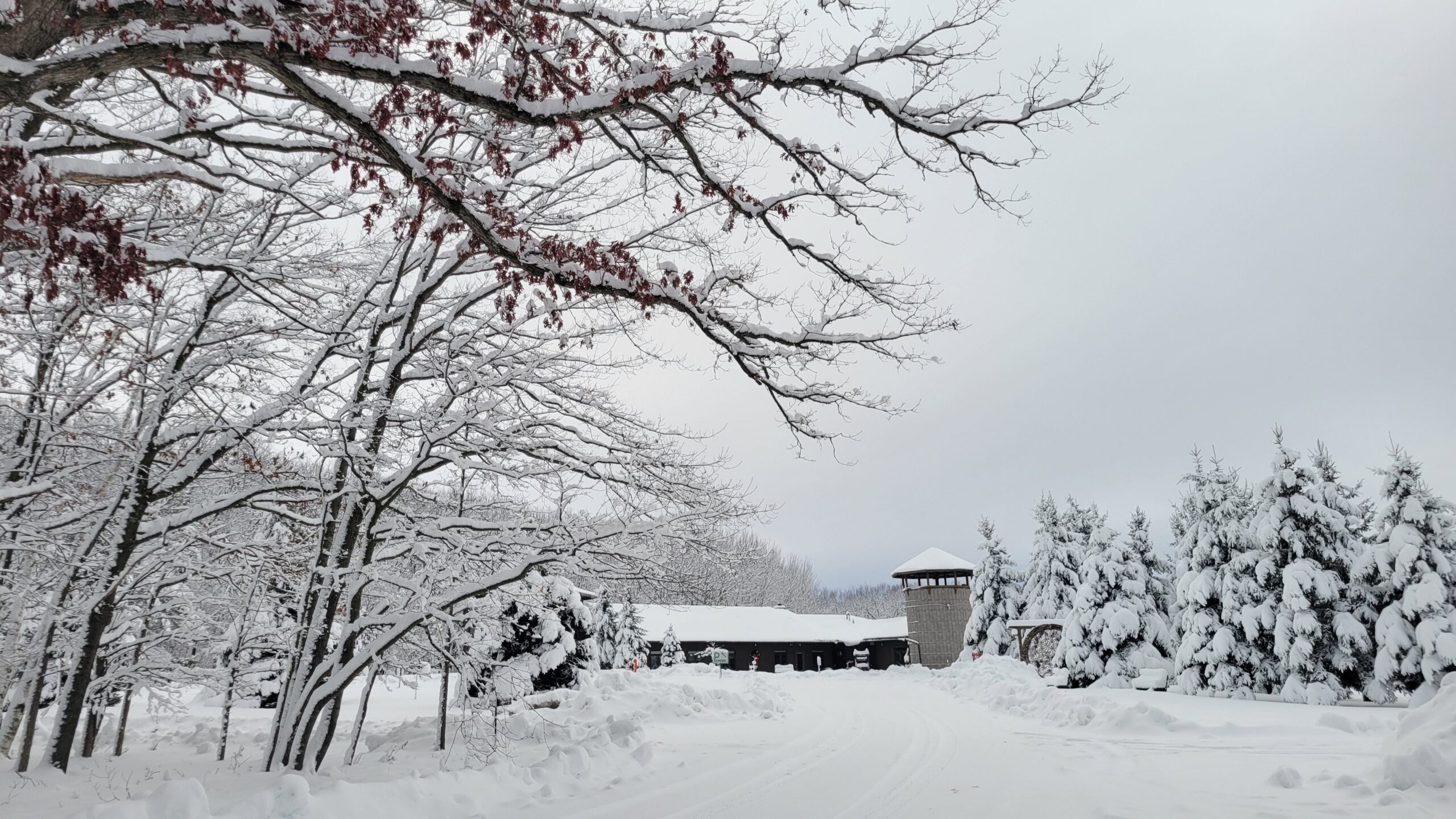 2022.12.19-Center-tree-snow-winter-silo-sign