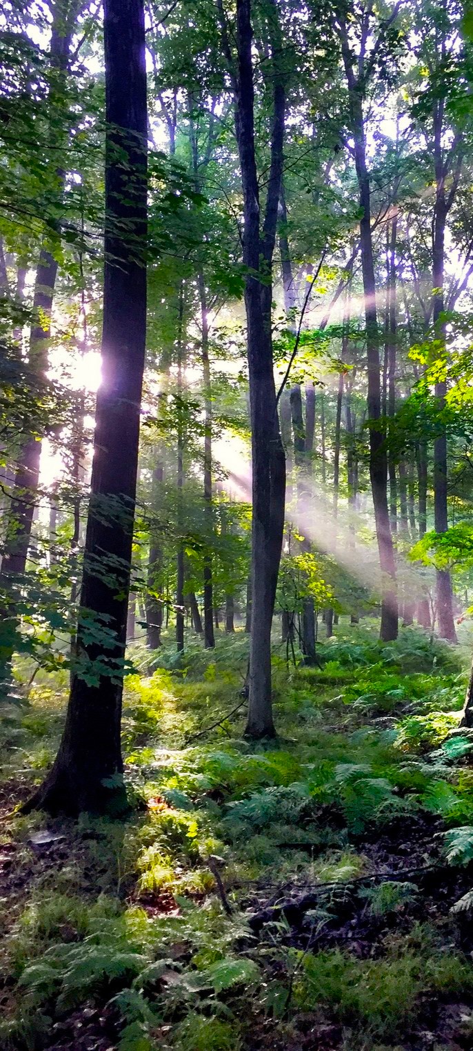 Forest & Light-WadeBritzius-2020-cropped-colorgreen