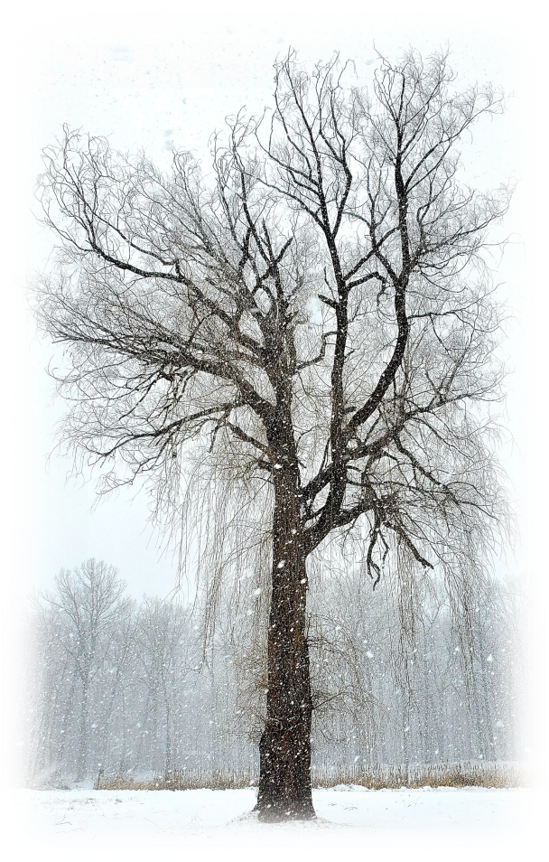 Willow-SoftEdges-rs