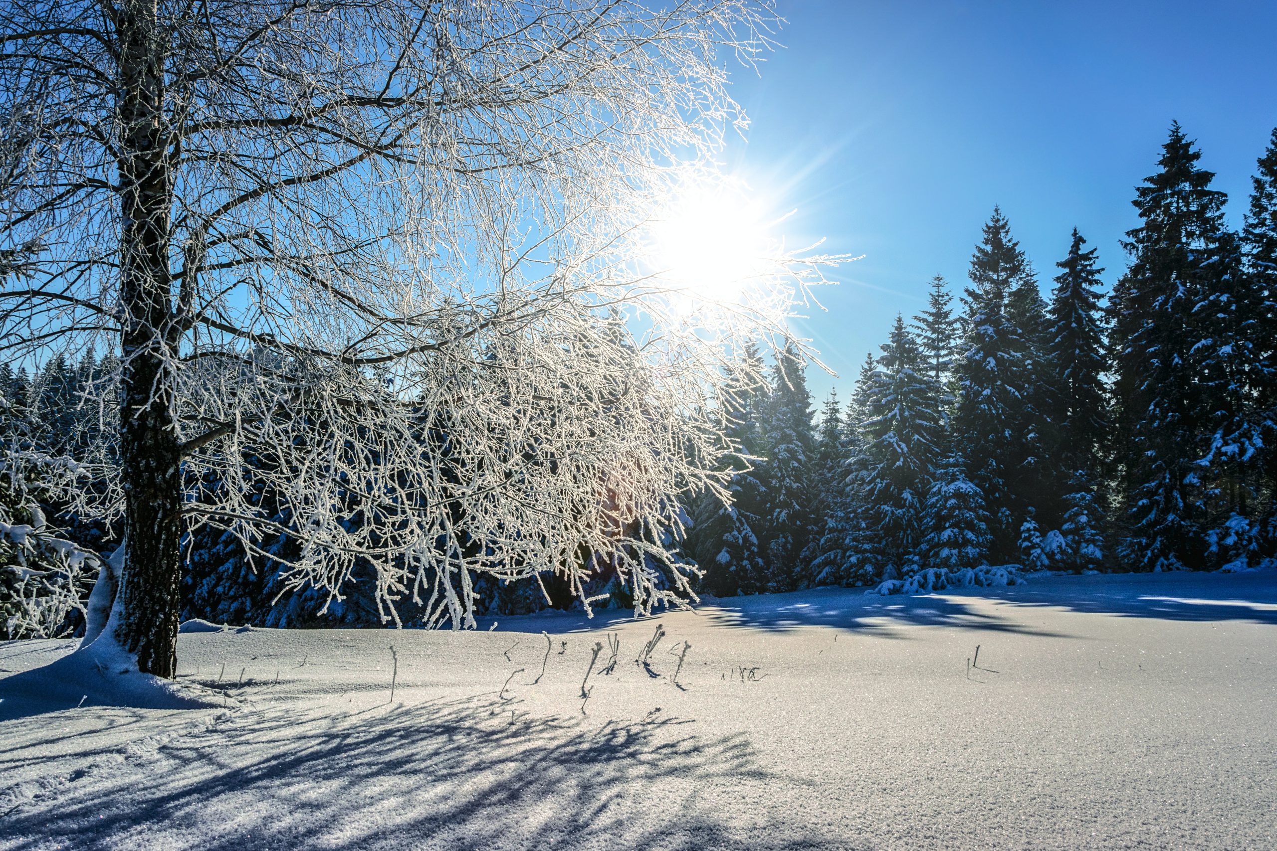 Tree-Sun-Snow-Pines